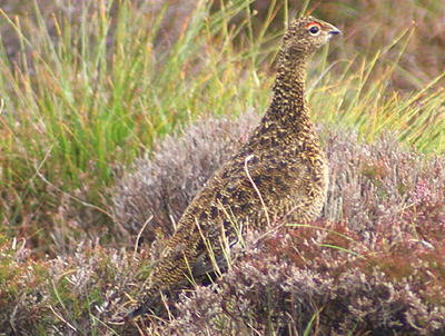 Red Grouse-Ben Tarbet