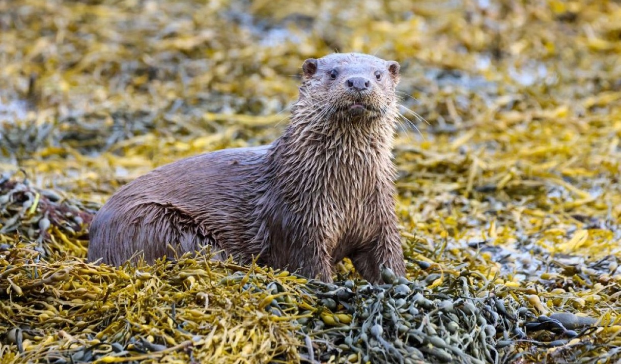Otters Edge Campground otter