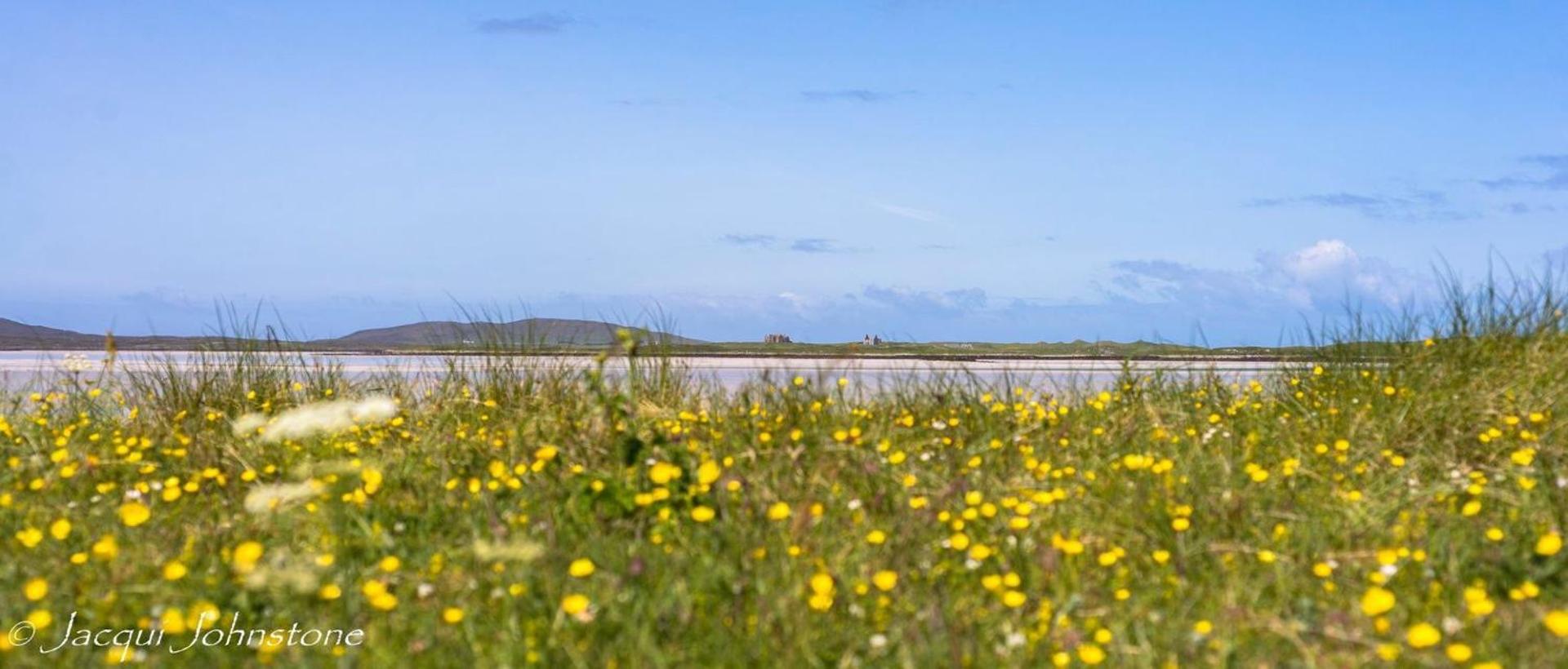 Buttercups in the field