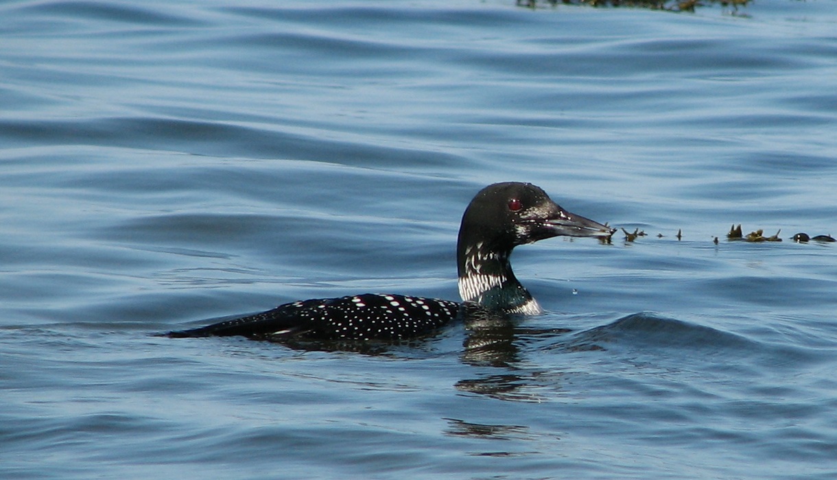 Great Northern Diver - Berneray