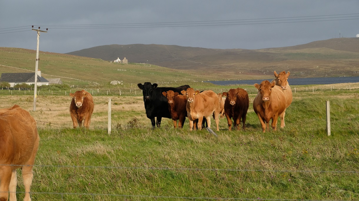 The surrounding crofting landscape is a mixture of arable and livestock farming