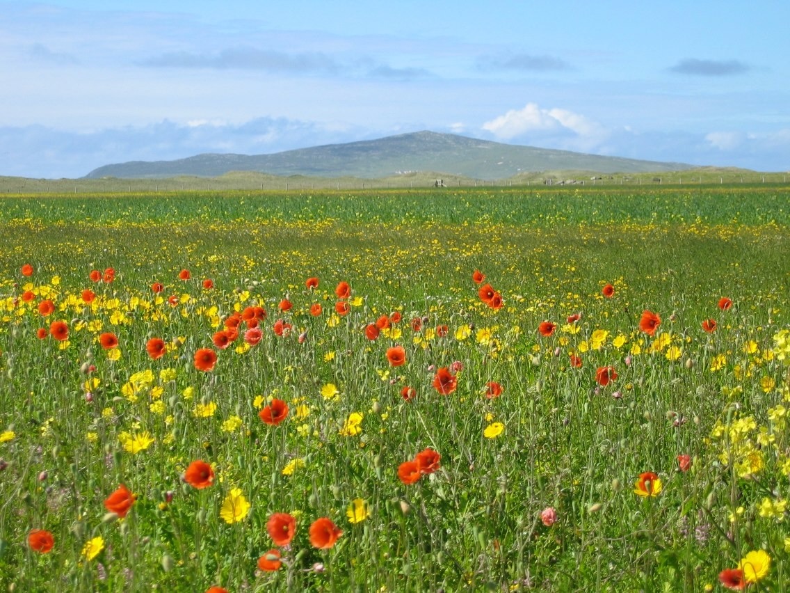 machair flowers
