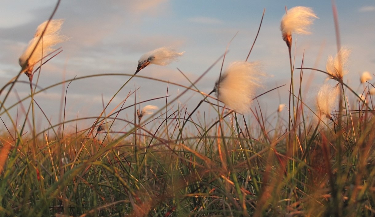 The Smiddy (Burnside Croft) cotton grass
