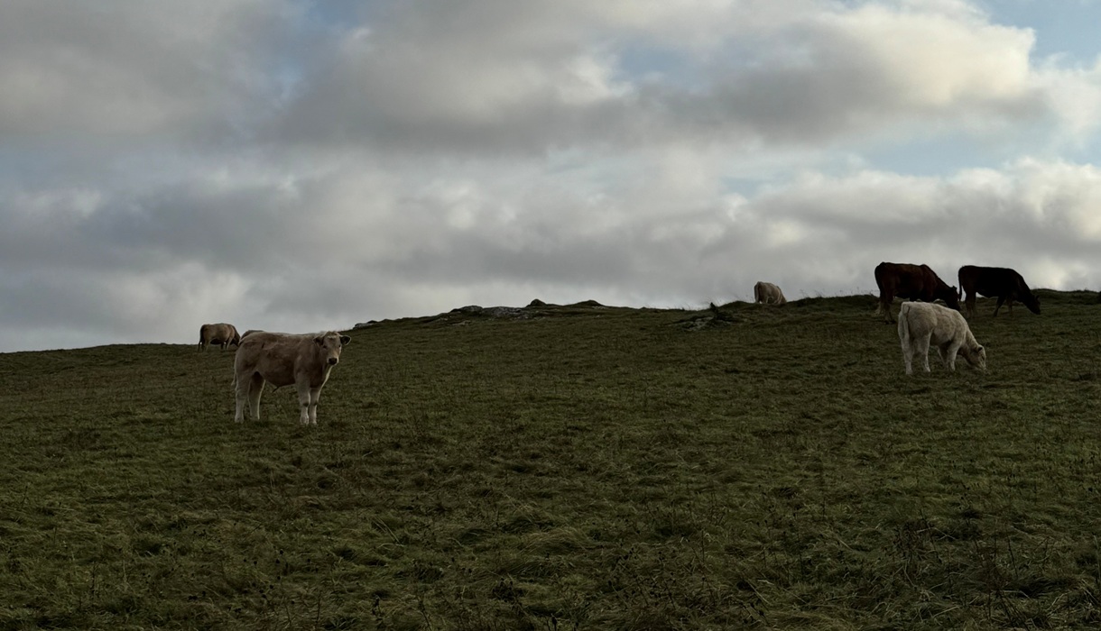 Clachan Sands Campsite cattle