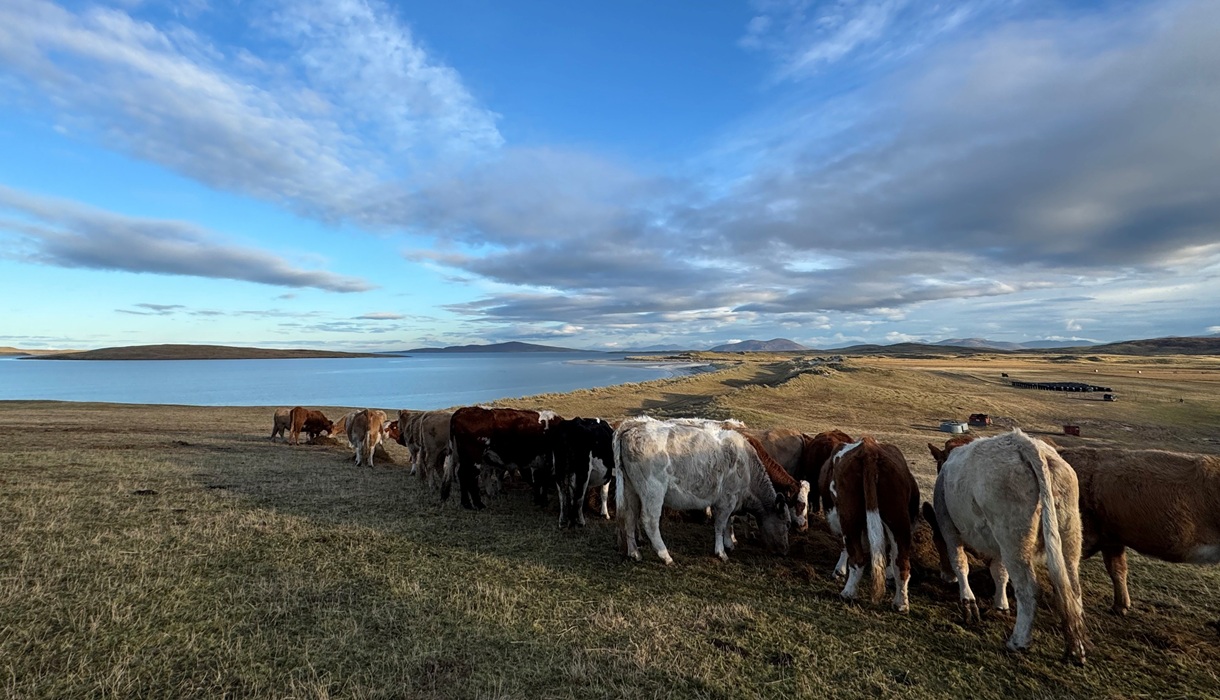 Clachan Sands Campsite cattle