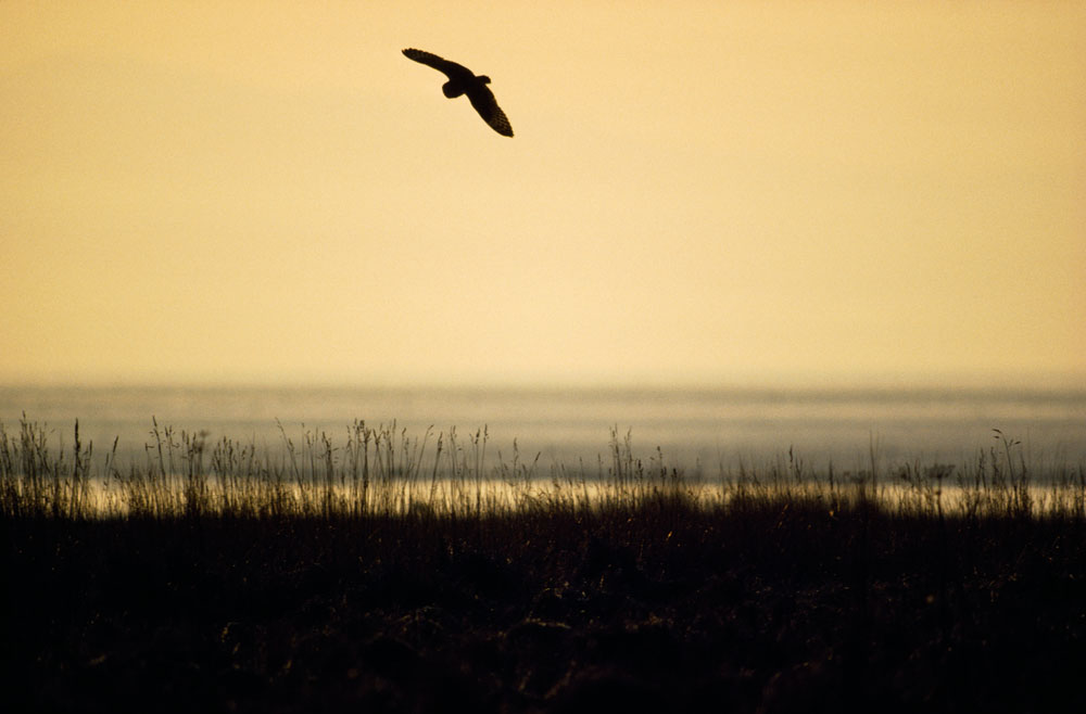 Short Eared Owl-Griminish